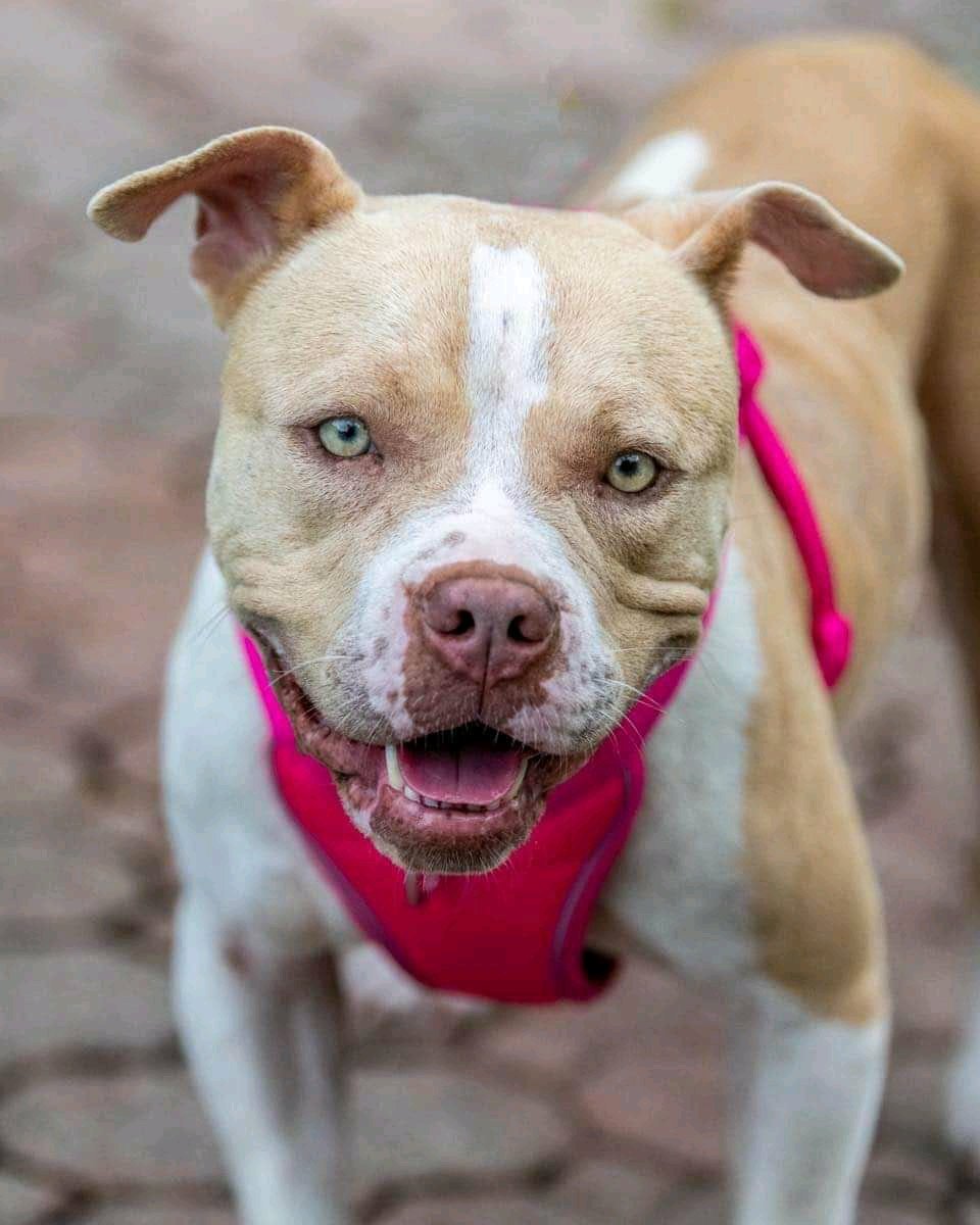 kaylamarie413's tweet photo. Beautiful Roma was living in a rabbit cage her whole life till she was rescued by Bullies N Beyond. She is now at her #foster to #adopt home but needs training. Can you #donate so she can stay where she is forever? Paypal bulliesnbeyondforever thanks! #pleaseshare #pleaseRTRT https://t.co/0MWIAieSQ2