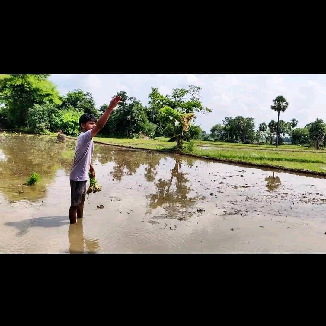 MuraliKamatam1's tweet photo. Transplanting Rice Seedlings 😍
#Farmerlife
#farminglife
#farmer
#agriculture
#agrifood
#riceseedlings
#farming https://t.co/lWkp56wZnC