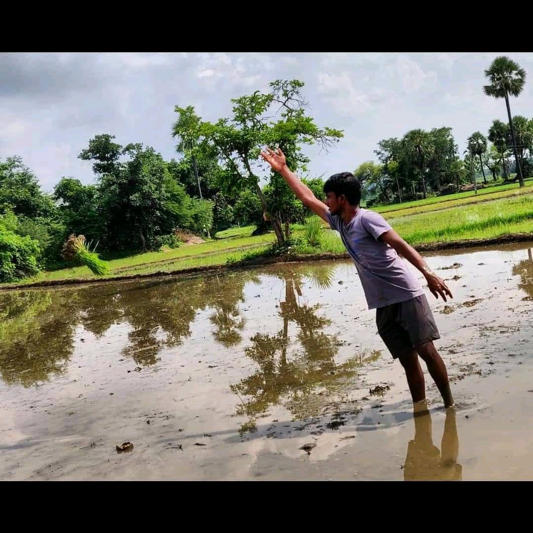 MuraliKamatam1's tweet photo. Transplanting Rice Seedlings 😍
#Farmerlife
#farminglife
#farmer
#agriculture
#agrifood
#riceseedlings
#farming https://t.co/lWkp56wZnC