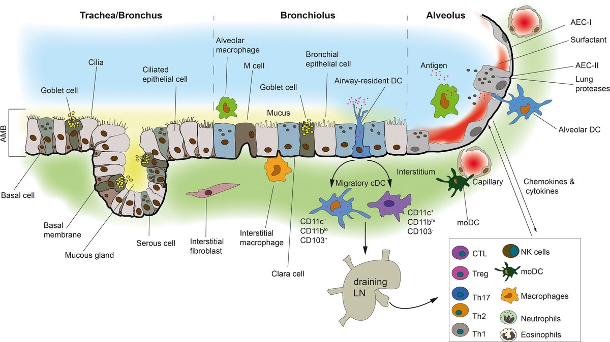 Clinical & Translational Immunology tweet media