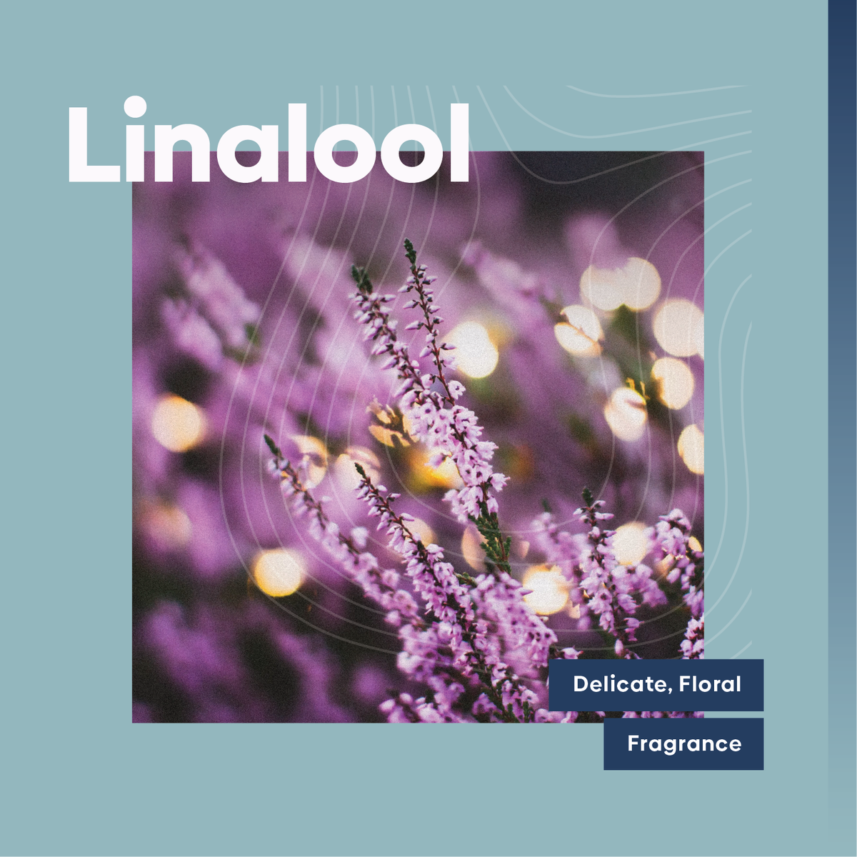 Flower Power 🌸

Meet the fragrant terpene, Linalool.