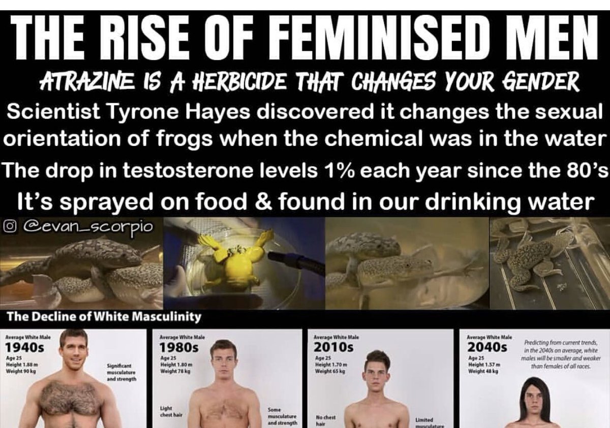 and could possibly be one of the causes of amphibian declines around the globe, Hayes said.“These kinds of problems, like sex-reversing animals skewing sex ratios, are much more dangerous than any chemical that would kill off a population of frogs..