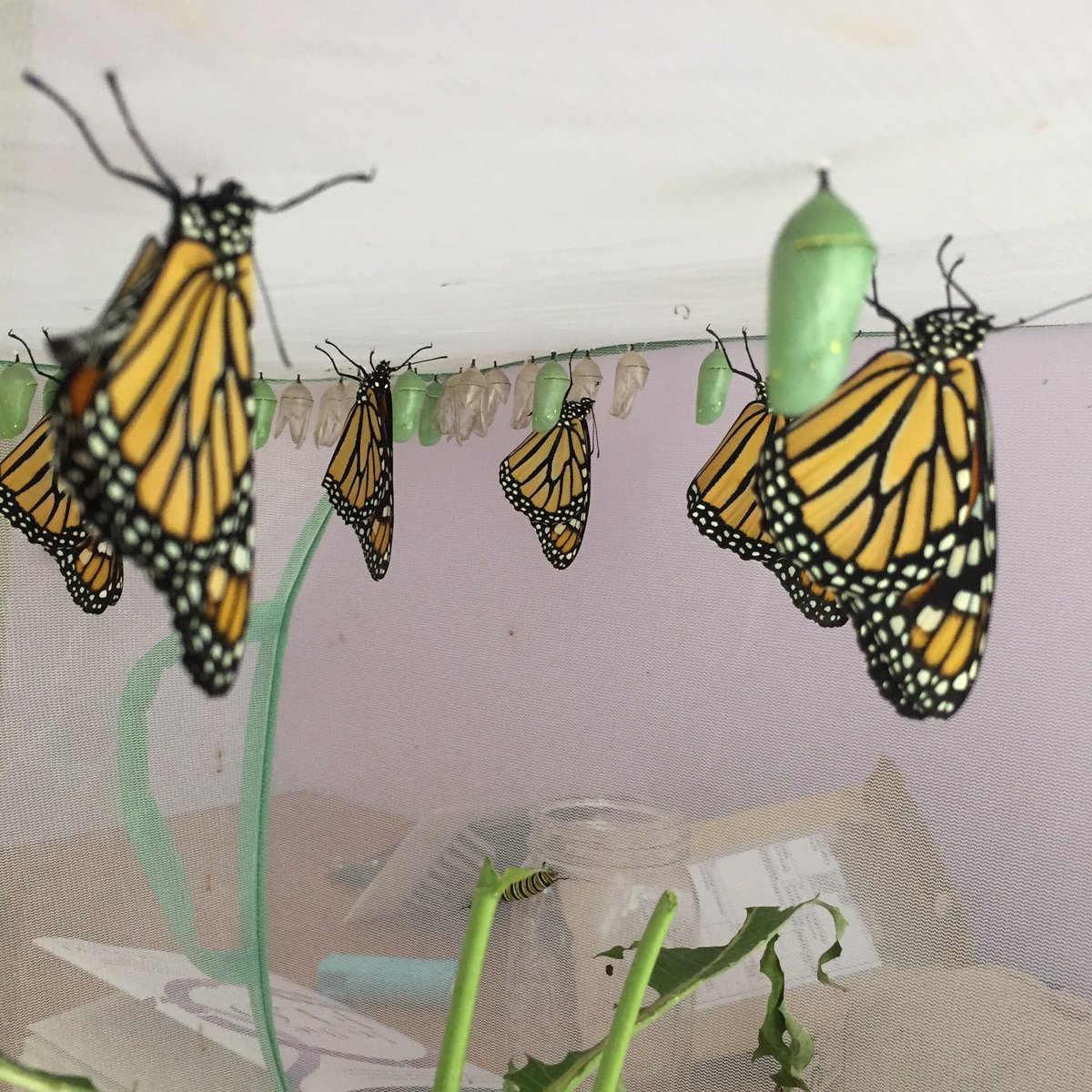 dfastback68's tweet photo. #bugmom Eight beauties today. I may not release them until tomorrow, weather depending. Their wings are not dry enough and rain is on the way. https://t.co/DOeiXckI4Y