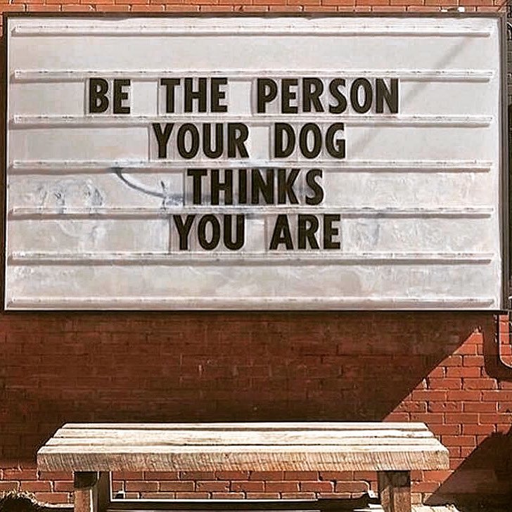 “Sé la persona que tu perro cree que eres.”🐶💕✨