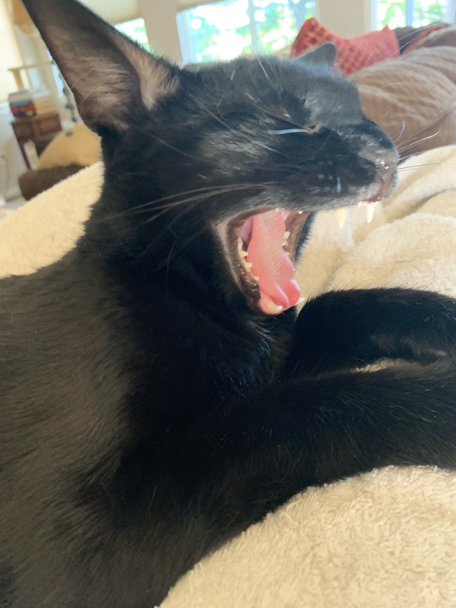 I’ve seen a lot of tweets for #Dogs4Biden so I think we need to start a campaign for #Cats4Biden! My kitty Tito was screaming at the TV when the orange idiot was talking. He hates tRump! Who’s with me? Post your #Cats4Biden pics &amp; let’s do this! #Caturday #FreshFeline