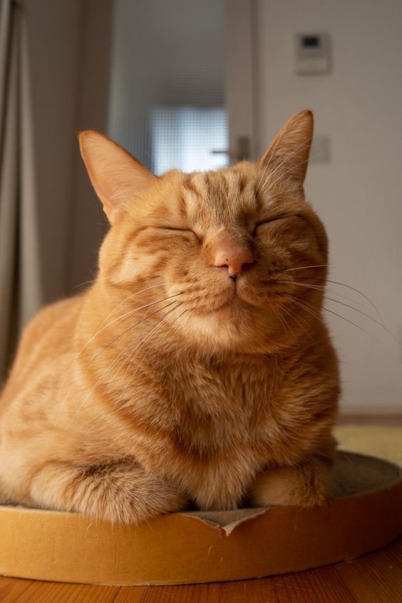 alycia pics as cats ! thread -