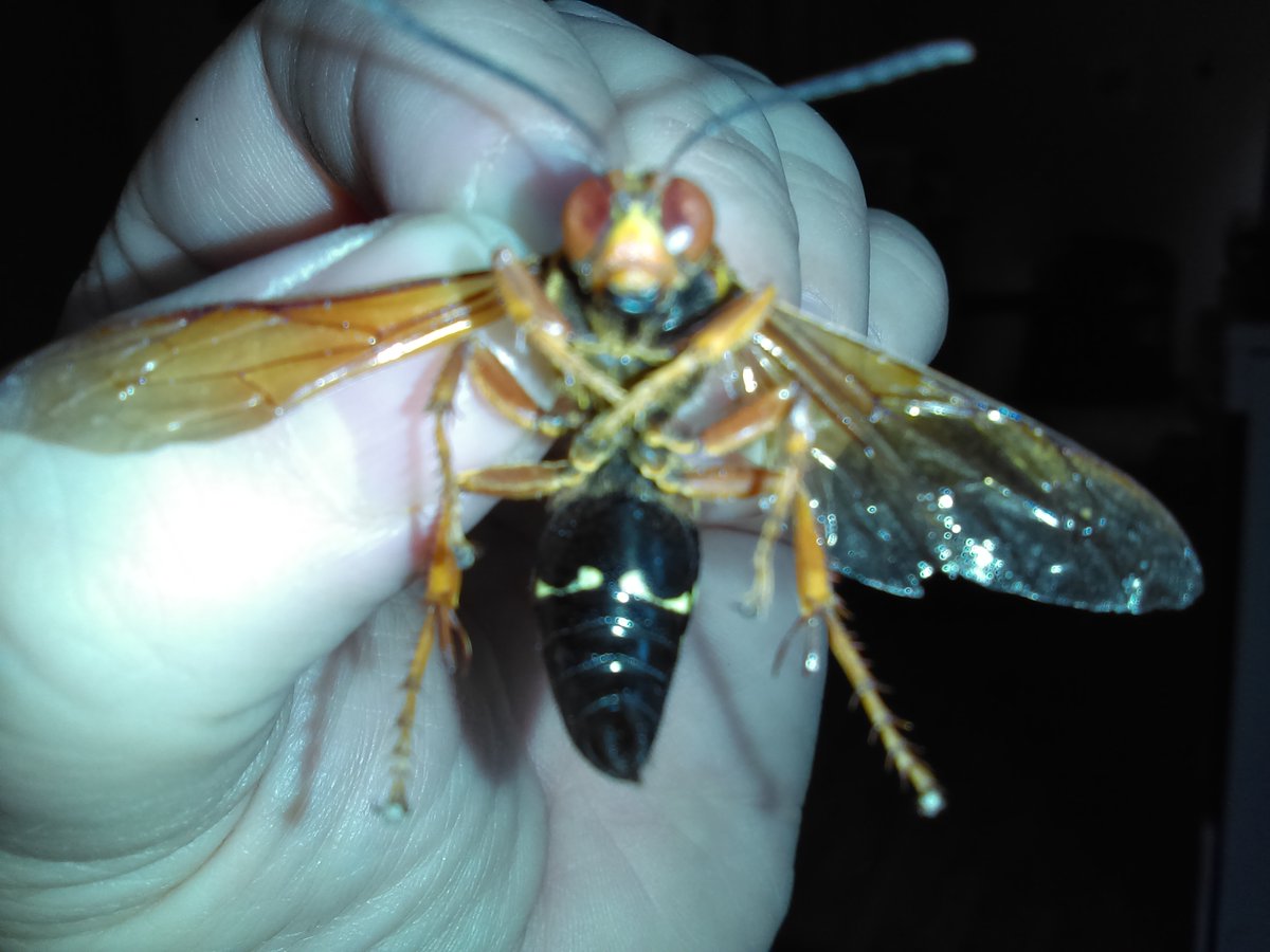 RemnantRenee's tweet photo. BTW, my cats brought this creepy thing into the house the other day. Does this thing look like a Murder Hornet to you guys?? 😱 I FROZE it in the freezer to kill it, because HELL NO. #MurderHornet https://t.co/zEYL5Gul2q