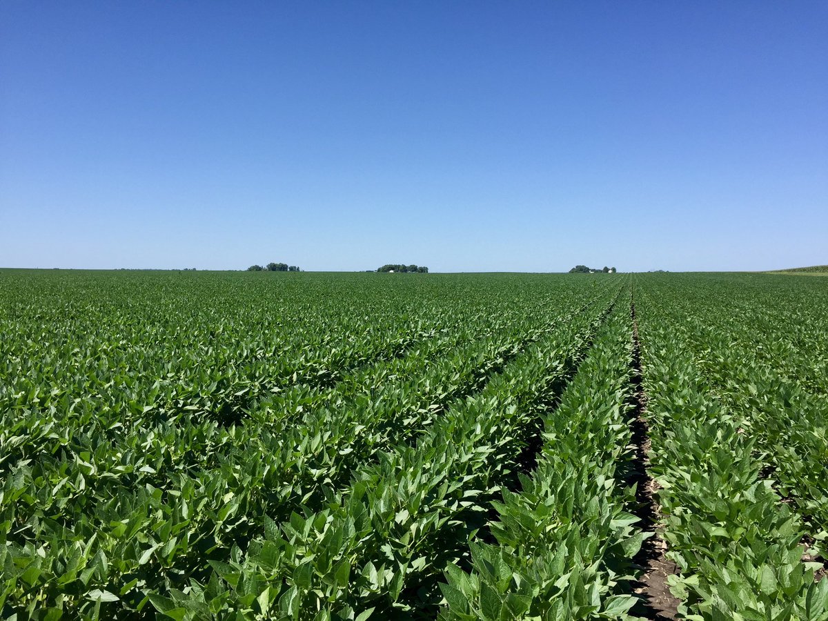 Rows are already closed or are closing in on our HiSOY production fields! Great to see all of the flowers coming on! 😁 <a href="/InVISION_HiSOY/">FSInVISION_FSHiSOY</a>