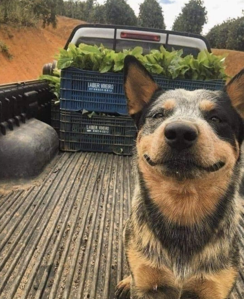 SuavesLomitos's tweet photo. Ya viste mucho COVID por hoy, mejor mira este Lomito trabajador 🐶 https://t.co/1wcEzJbCfO