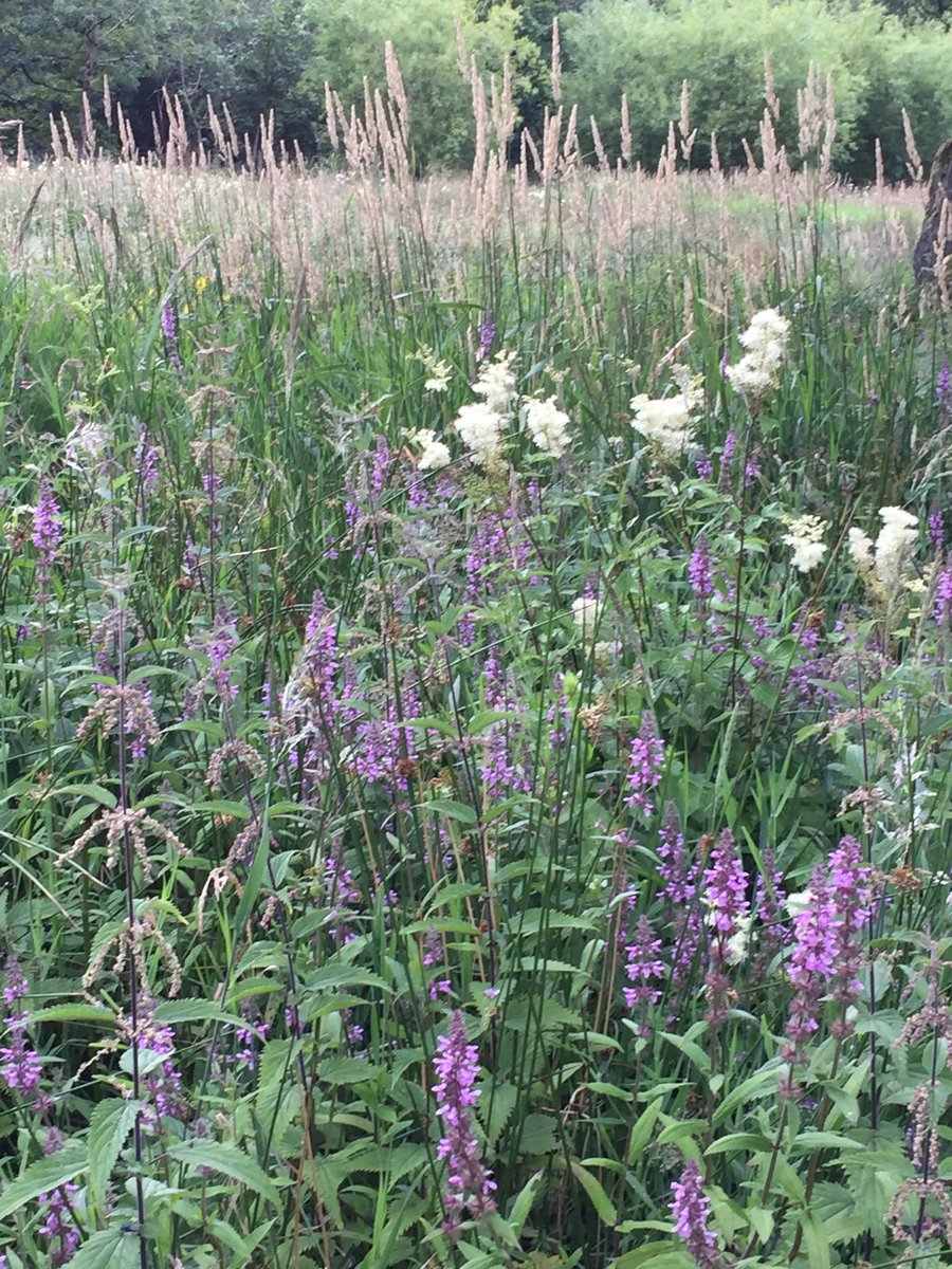 Crookabeck Herdwicks tweet media