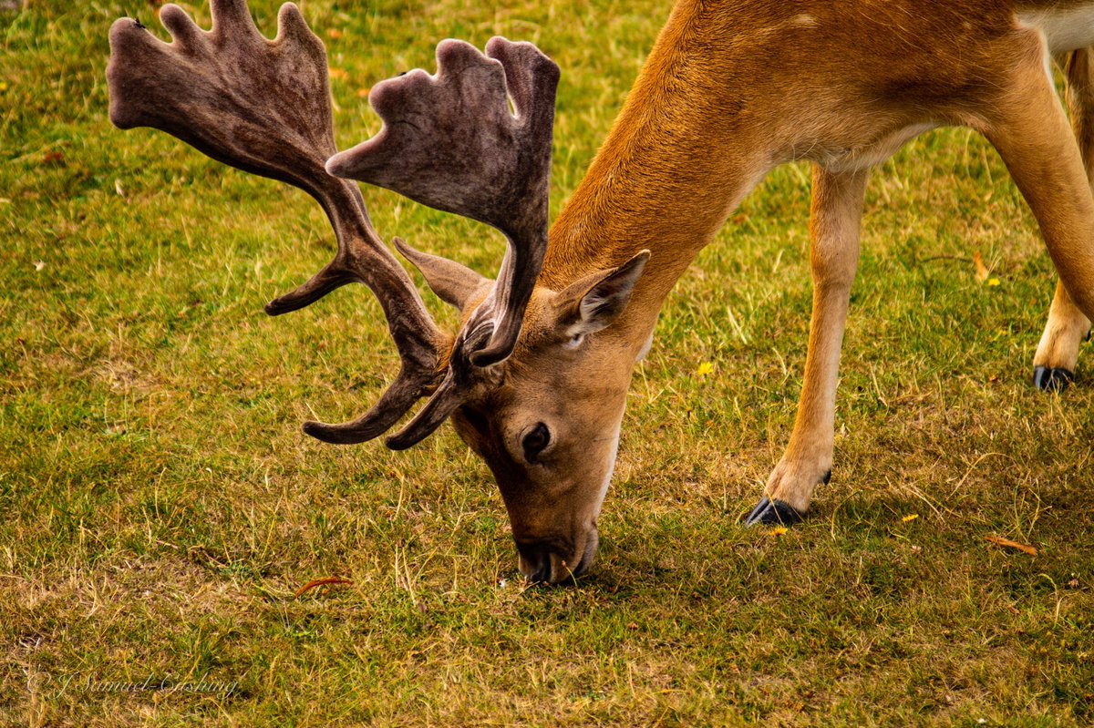 CushingJs's tweet photo. Very tame fallow deer at Bushy Park

#BushyPark #BushyParkLondon #Wildlifephotography #FallowDeer https://t.co/19heBe02o3