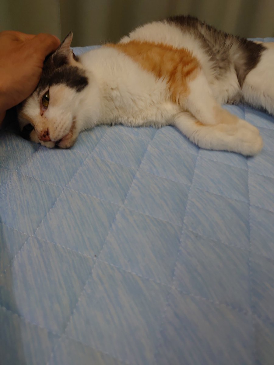 ミケちゃん tweet media