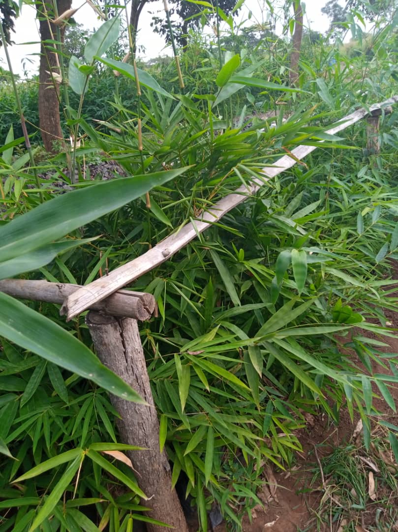 With support from FAO- SPGS the CFM group established 1 hectare of bamboo relatively new plant in the area for conservation restoration of depleted natural forest in Alwa Sub County Kaberamaido district