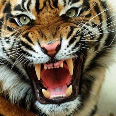 🤔 Are you the PREY or a PREDATOR in your performance?

🎧 Listen to the "Predator Power" audio today on the CHAMPION'S MIND APP and select the animal you want to emulate in competition. 

🐯 championsmind.app