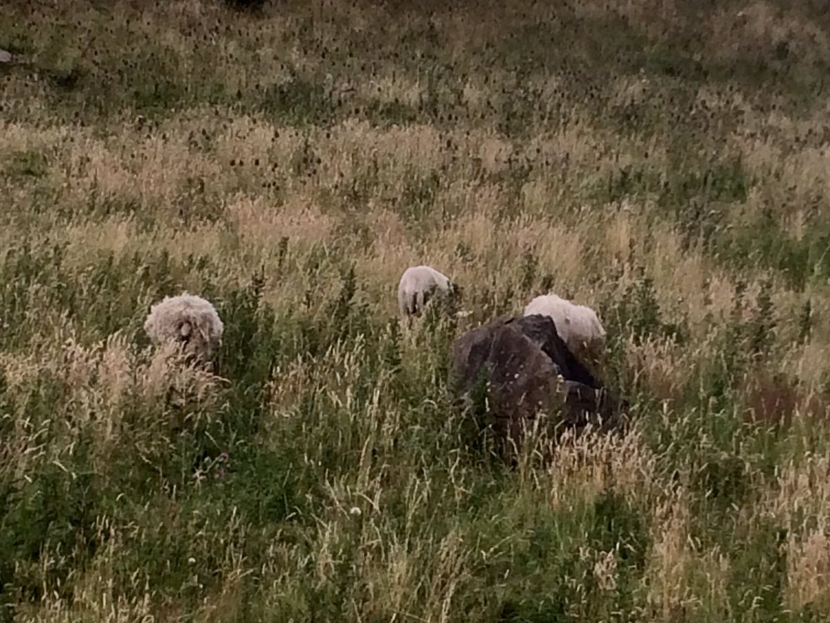 And - in the middle of Edinburgh - sheep! By the Innocent Path.