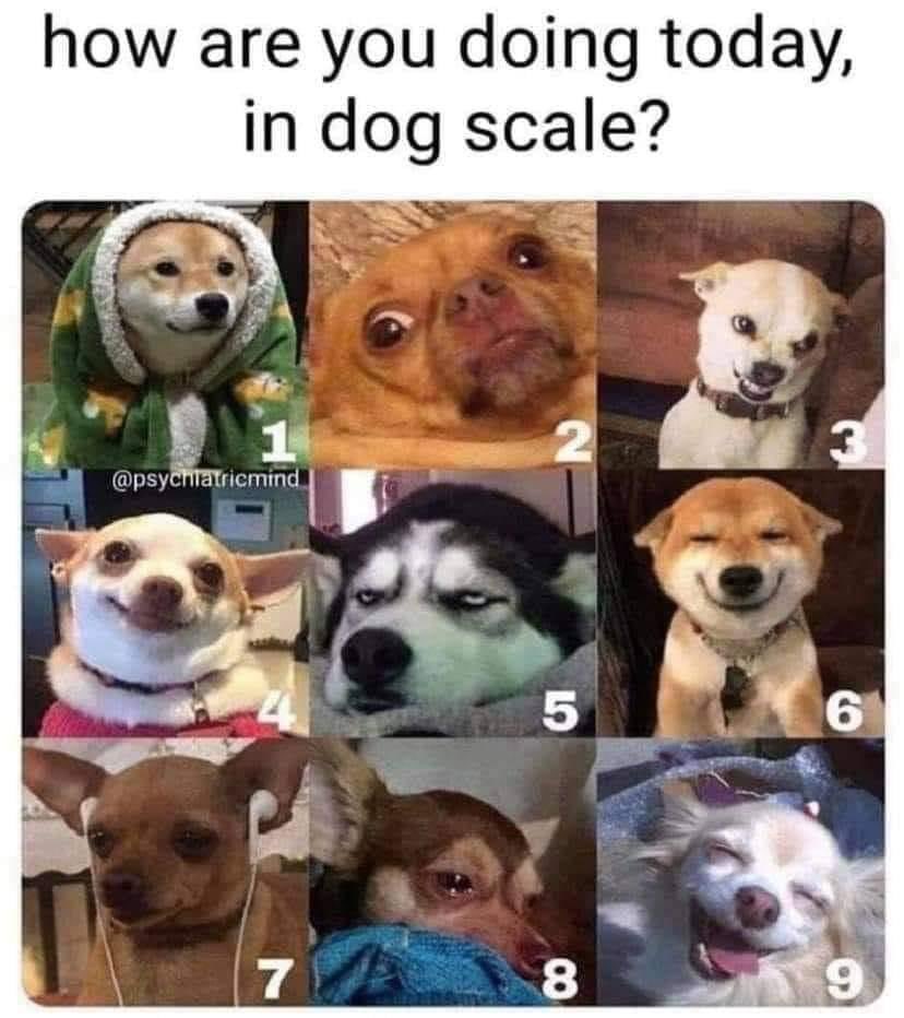 How are you doing today, in dog scale? - iFunny Brazil