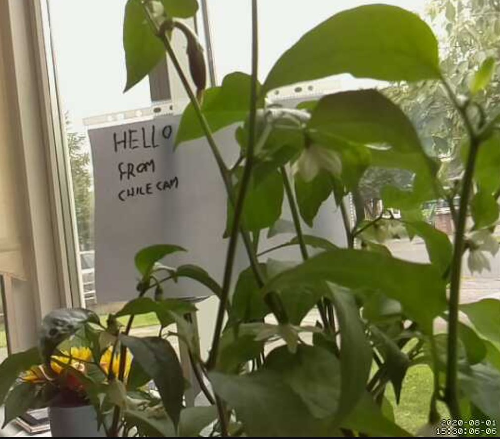 coderdojocastle's tweet image. how do you turn a raspberry into a chillie ?
coderdojocastleknock.com/team-announcem…
