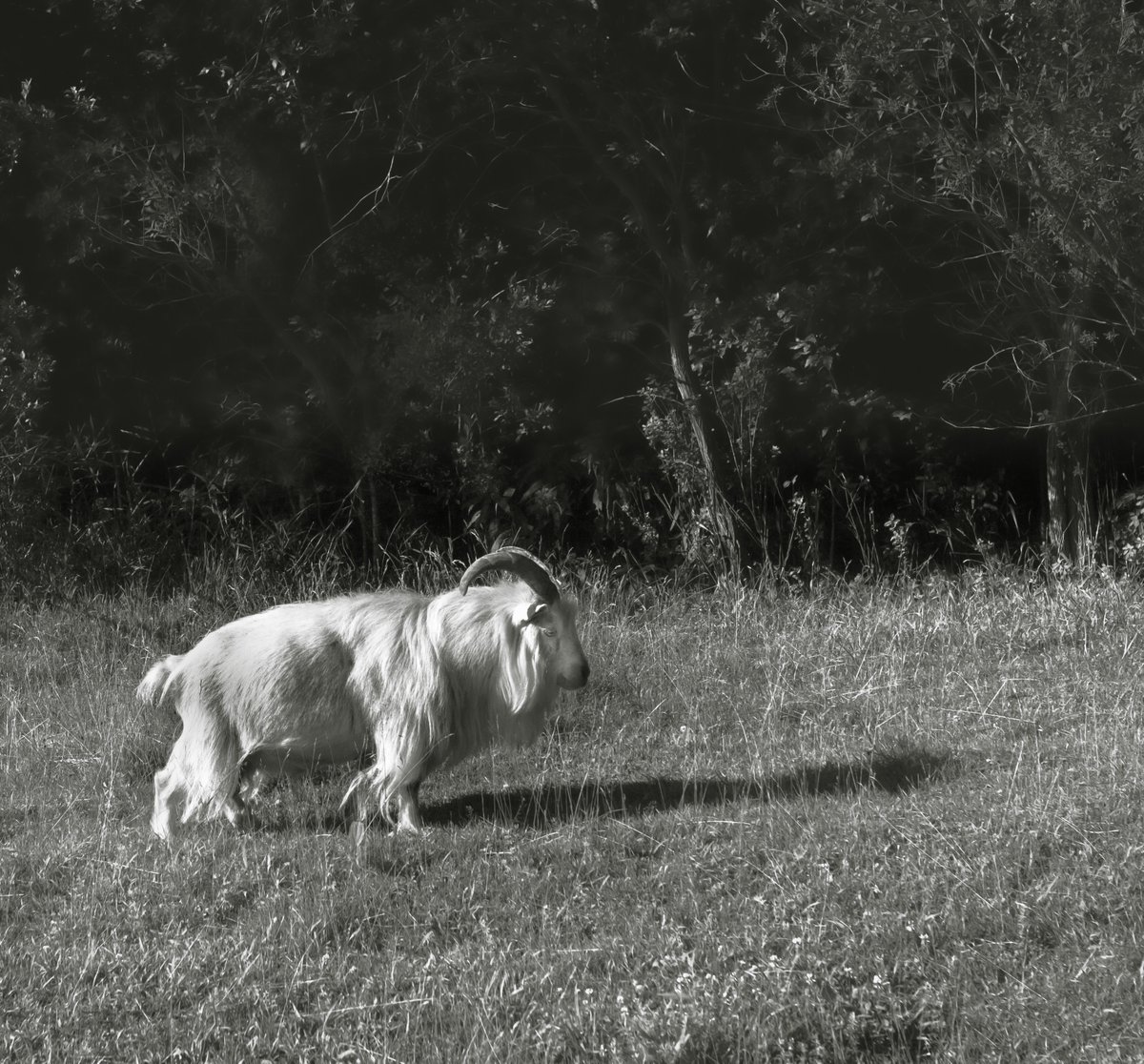 fotogosaurus's tweet photo. long walk home https://t.co/mDRHaxNzlB #VT #Vermont #NewEngland #goat #BW #BlackAndWhite #BlackAndWhitePhotography #farm #rural #AnimalPortrait #LongWalkHome #LongWork #EndOfDay #Shadow #follow https://t.co/LdshA0rHNL