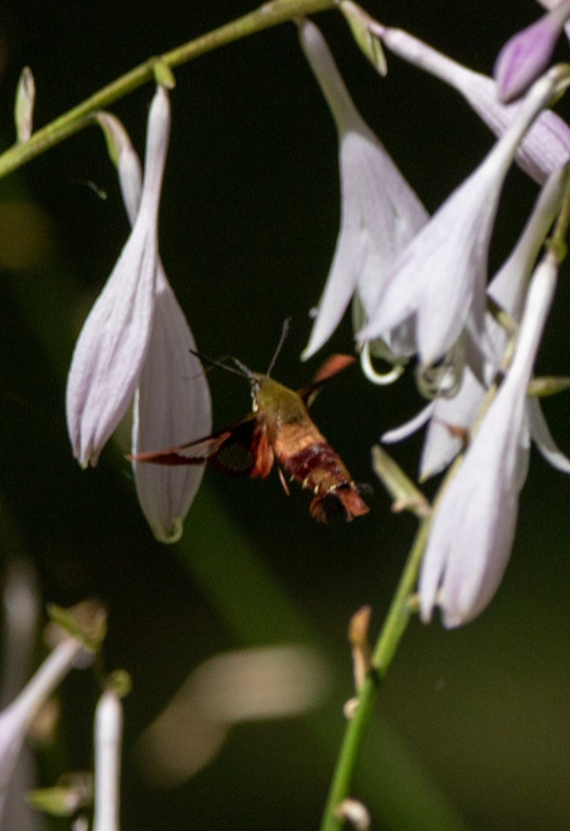 KFlanaganphotos's tweet photo. Hummingbird Clearwing Moth, August 1st. Nice backyard find. 🙂 #hummingbirdclearwingmoth #hummingbirdmoth #clearwing #clearwingmoth #moth #wildlifephotography #wildlife #wildearth #NaturePhotography #nature_perfection #nature_now #natureheals #nature https://t.co/2z86uMQKUb