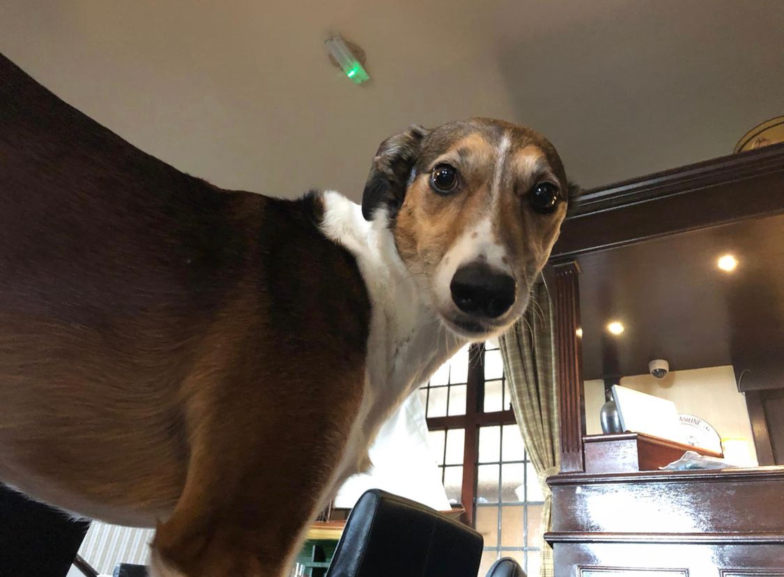 We love welcoming our four legged friends.. but only with well behaved humans!

#petsarewelcome #bringyourdog #rpyalmarinebrora #NC500 #beautifulbrora