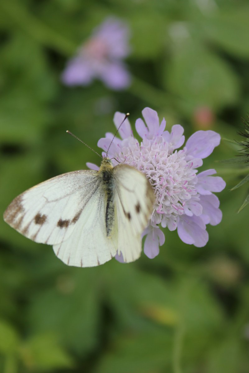 The #wildlife garden is looking glorious. Read my blogs for top tips on what to plant and how to create your own wildlife friendly haven at littlesilverhedgehog.com