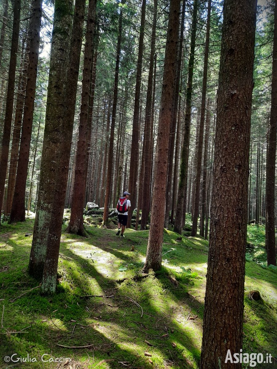 AsiagoIt's tweet photo. "Vagavo per il bosco in cerca di una casa per i miei pensieri. Compresi che non c'era casa migliore di quella che la #natura mi offriva. E subito trovai la #pace." [Cit. Tiziana Nodari]

Ph. Giulia Caccin del 27/7/2020 - #Prunno, #Asiago https://t.co/Ot6ROuEF1P