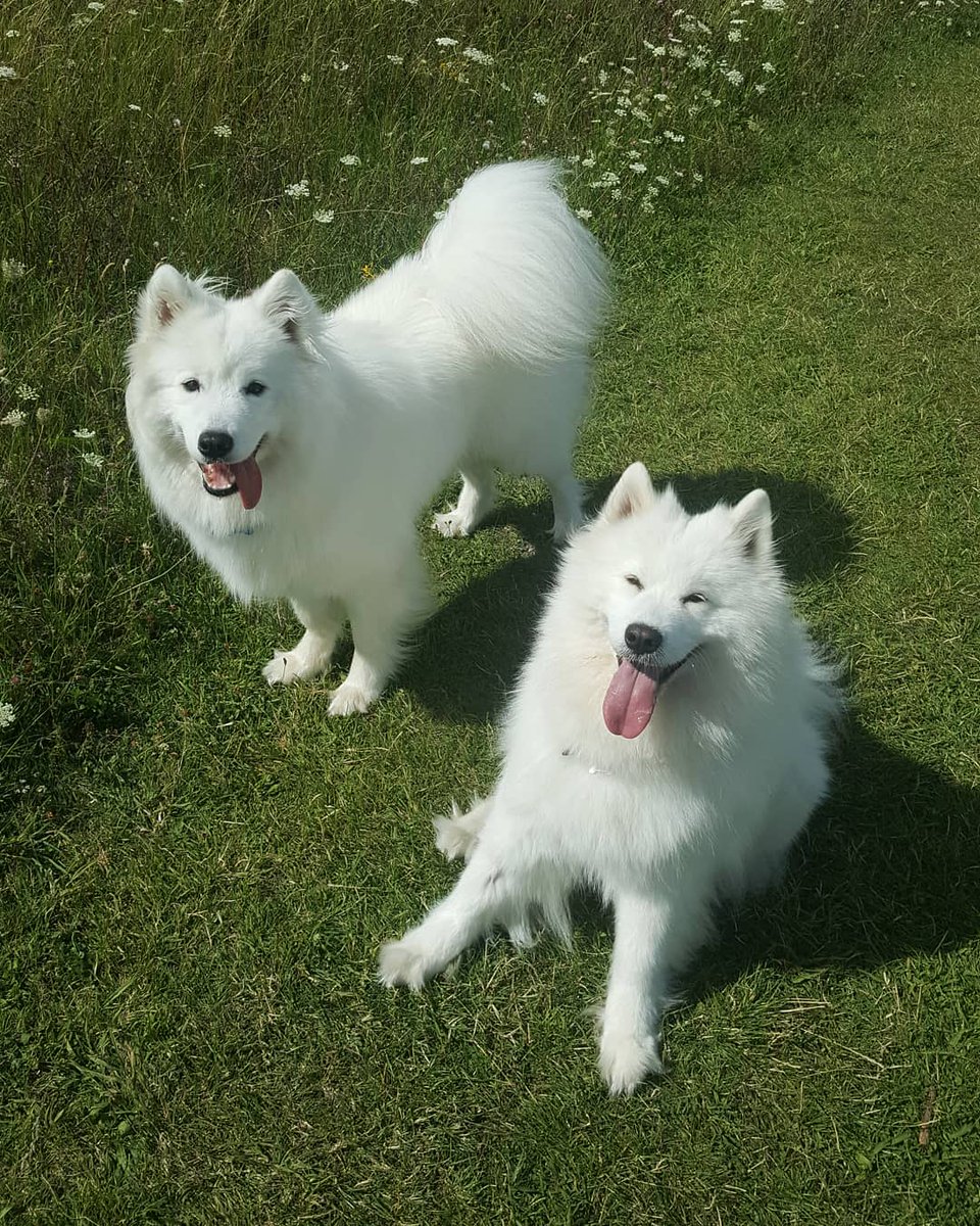 PawPanions's tweet photo. Love this pic of the Samoyeds 🐶🐾🖤 #dogsoftwitter #petservices #dogwalker https://t.co/iowRL2rNEq