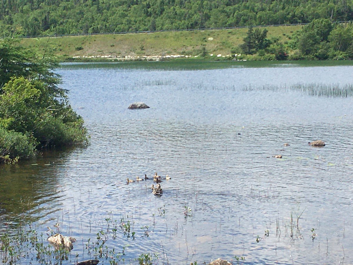 Momma out and about with her little ducklings!!