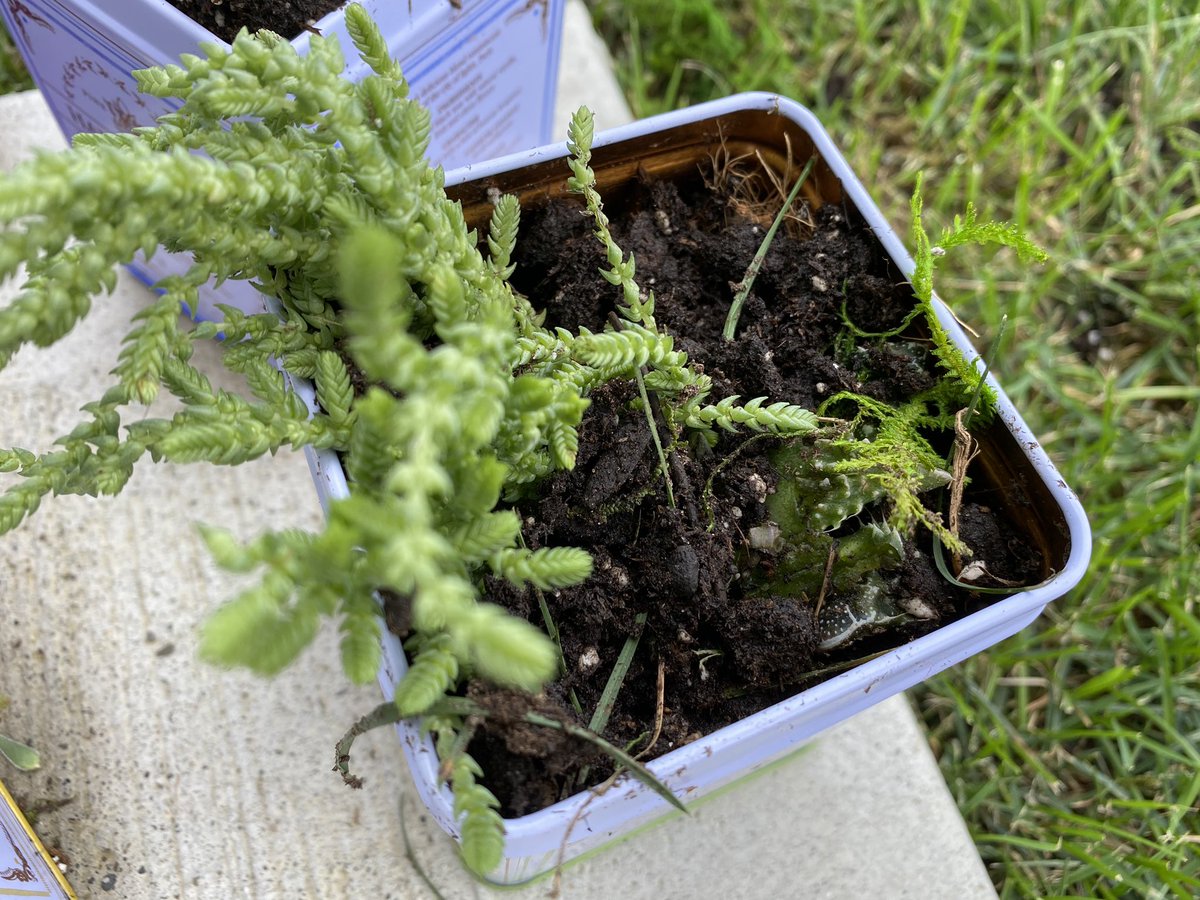 The injured succulent was packaged and transported to the nearest succulent care unit (SuCU) where it remains in “grounded” condition.