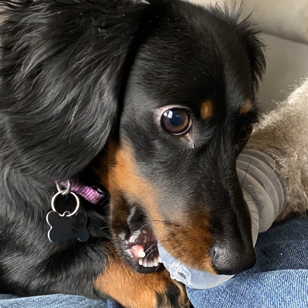 Further investigation of her associates revealed two additional suspects: a long-haired dachshund of known distemperment and shameless hedonism: