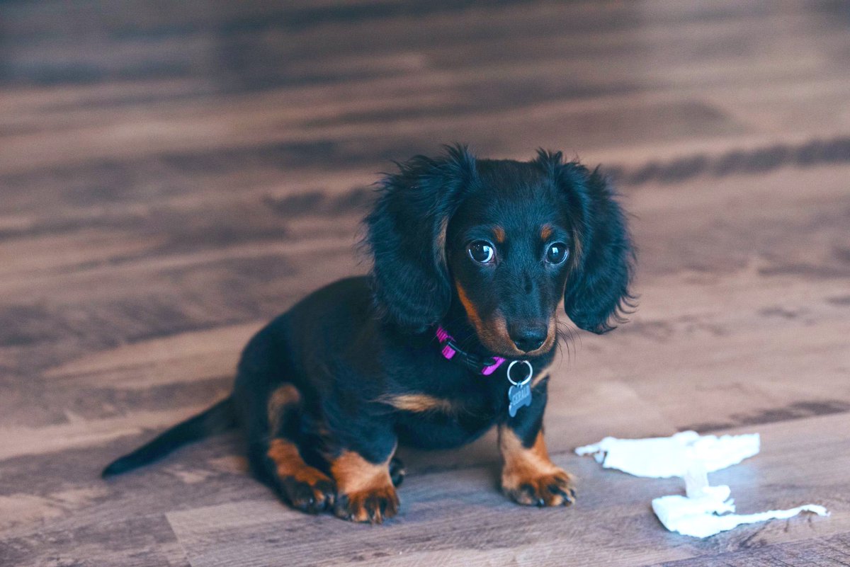 The long-haired dachshund is known to investigators from previous run-ins with succulent abuse (see file photos) but was not charged on account of his young age at the time.