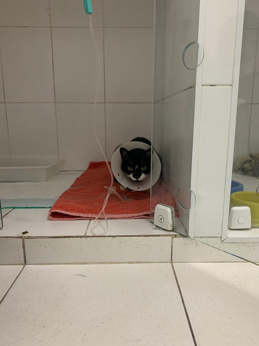 isaGM2000's tweet photo. Gente esse é meu gatinho frajola, e ele foi picado por uma aranha armadeira. Estamos tratando dele, e por respeito nao vou divulgar as fotos do ferimento dele. A pele da barriga dele esta necrosando e a cada dia aumenta mais. Ele ja esta sendo tratado e cuidado, esta internado+ https://t.co/KYPjdhkr3J