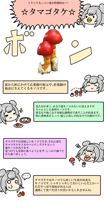 おはよう六花ちゃんのタマゴタケ 