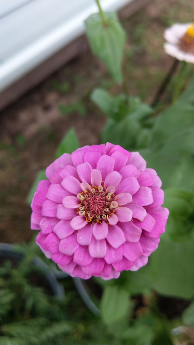 HomeTechGal's tweet photo. PictureThis - Instantly identify your plants. https://t.co/xDrpNS8Fst https://t.co/Awi0Zq1HZ3