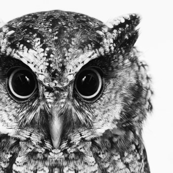 OU_Nederland's tweet photo. Leestip: Online werken aan socialisatie en persoonsvorming: kan het niet of kunnen we het niet?
#onderwijs #opleiden #digitaal #didactiek #DDguide
Lees nu meer op https://t.co/pWKIDR5KoS https://t.co/ng087OvPJ6