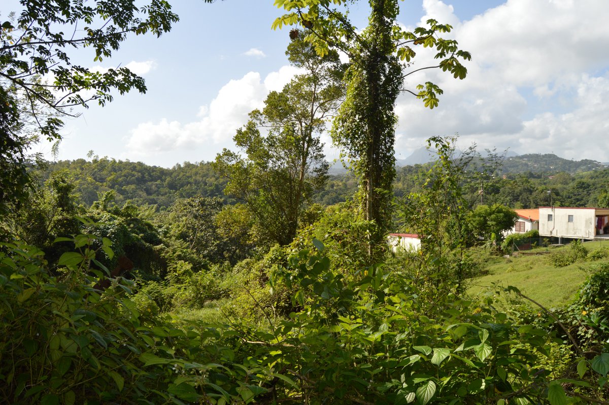 ClassImmos_M's tweet photo. #Vente 🍃 Terrain de 83000 m² à 📍 LE LAMENTIN (97232) 🍃
👉 https://t.co/yqFeQEtQhR
.
#classimmos #immobilier #martinique #lamentin #avendre #investir #investisseur #terrain #home #achat #immo #entrepreneur #investissement #forsale #westindies #paradiseisland #ilovemyjob https://t.co/9VkOABKTX7