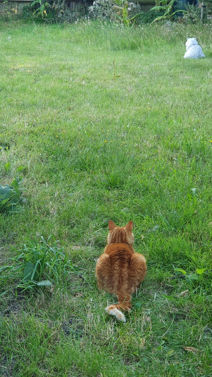 DibbyH's tweet image. I don't know why they're queuing, but i feel obliged to join them 😂
#CatsOfTwitter #sociallydistanced #jointhequeue