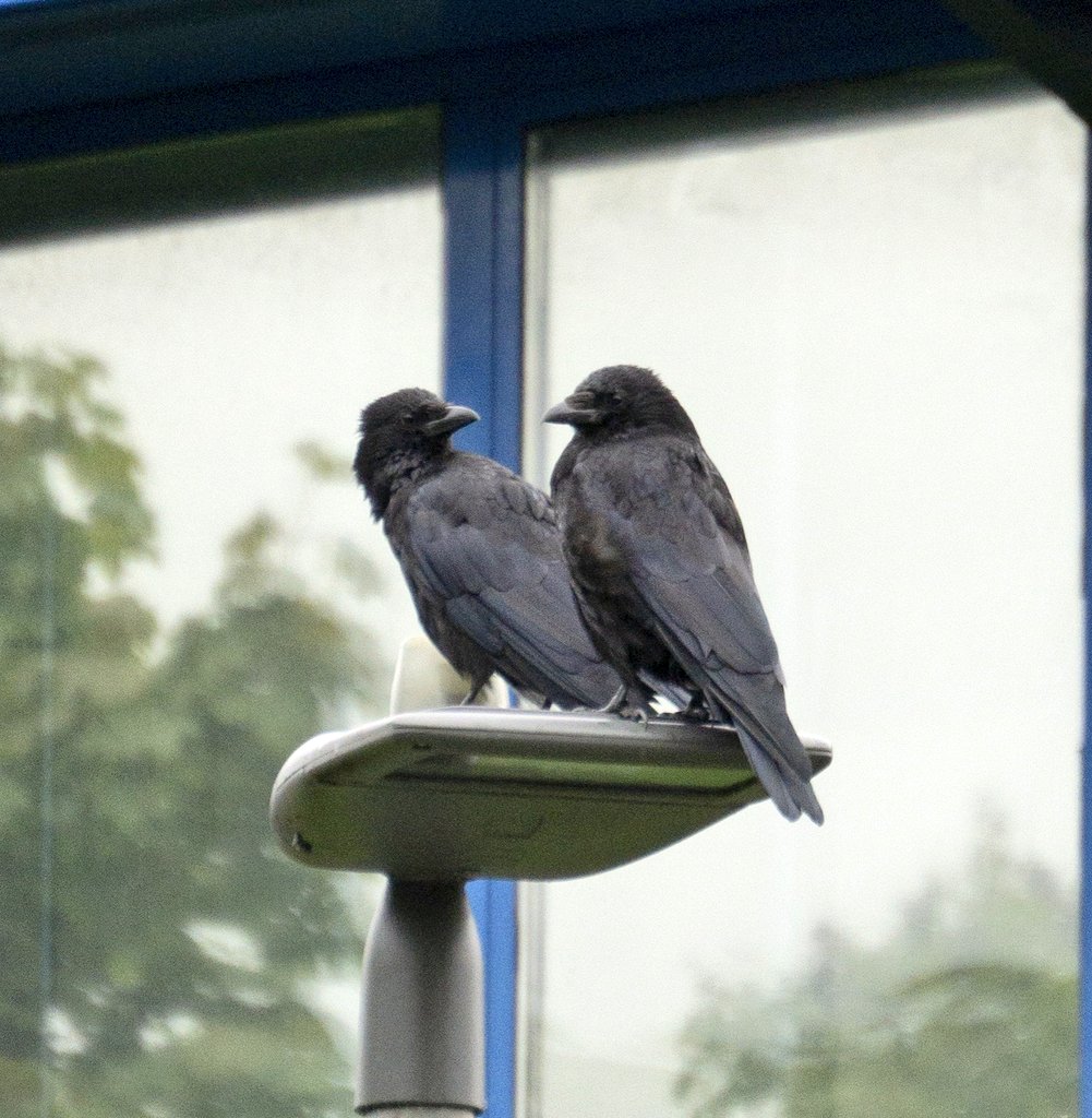 LiquidSun15's tweet photo. 'Do you mind?' 🤣🤣 #TwitterNatureCommunity #corvids https://t.co/xtQMIiMn0r