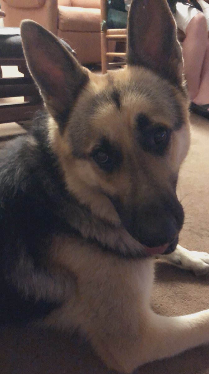 Taayllorrr's tweet photo. my pappaw got a new dog named Bocephus. my pappaw take him on a 3 mile walk every day and absolutely enjoys having Bo around. we are working on training him but he is trying his best to be a good boy. 🤗🥰
but we have a problem... he doesn't fit in his bed 😂 https://t.co/0TpCGxWJwZ