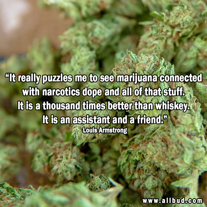 "It really puzzles me to see marijuana connected with narcotics dope and all of that stuff. It is a thousand times better than whiskey. It is an assistant and a friend." -Louis Armstrong
#allbud #marijuana #quotes #cannabis #weed #medicalmarijuana #cannabisnews #legalization #use