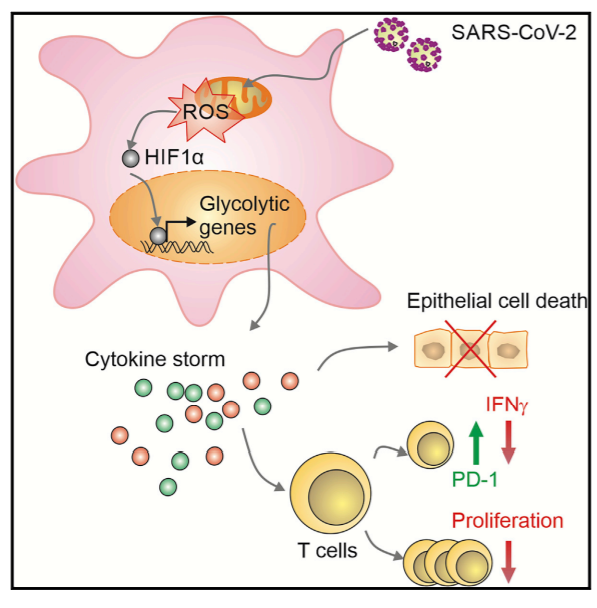 CellPressNews's tweet photo. Elevated glucose and glycolysis levels common in diabetic patients promote #SARSCov2 replication and cytokine storms through a mitochondrial ROS pathway, resulting in T cell dysfunction and epithelial cell death. @Cell_Metabolism https://t.co/Ttl8o45zHi https://t.co/P83glF4C8m