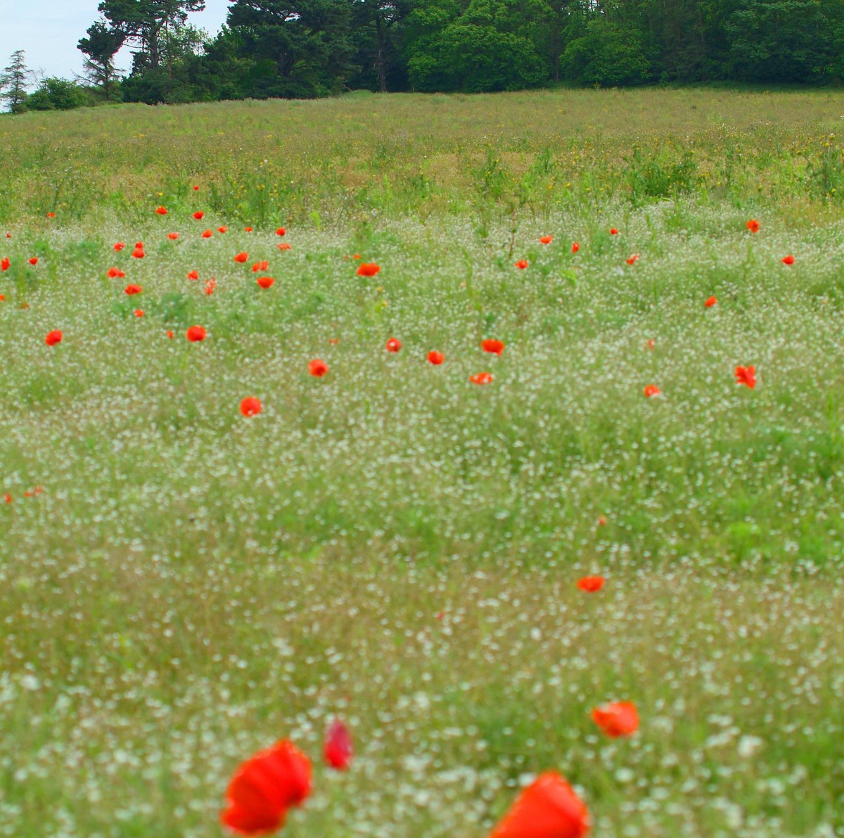 sovereignturf's tweet photo. We have lovely patches of wilded meadow on our farms. We also sell wildflower turf! Send us a message if this is something you are interested in.
#wildlife #wildflower #sovereignturf #meadow #farming #turf https://t.co/JVmL5hLUGL
