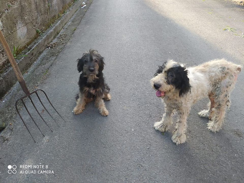 SosAbuelos1's tweet photo. Estas dos chicas necesitan casa de acogida Y/o adopción, ya no pueden seguir atendiendolas.

Estan en Cantabria, contacto whasap al 673307715

Panusa 8 años (negrita)
Blanqui 4 años. https://t.co/V4wcw6YOVQ