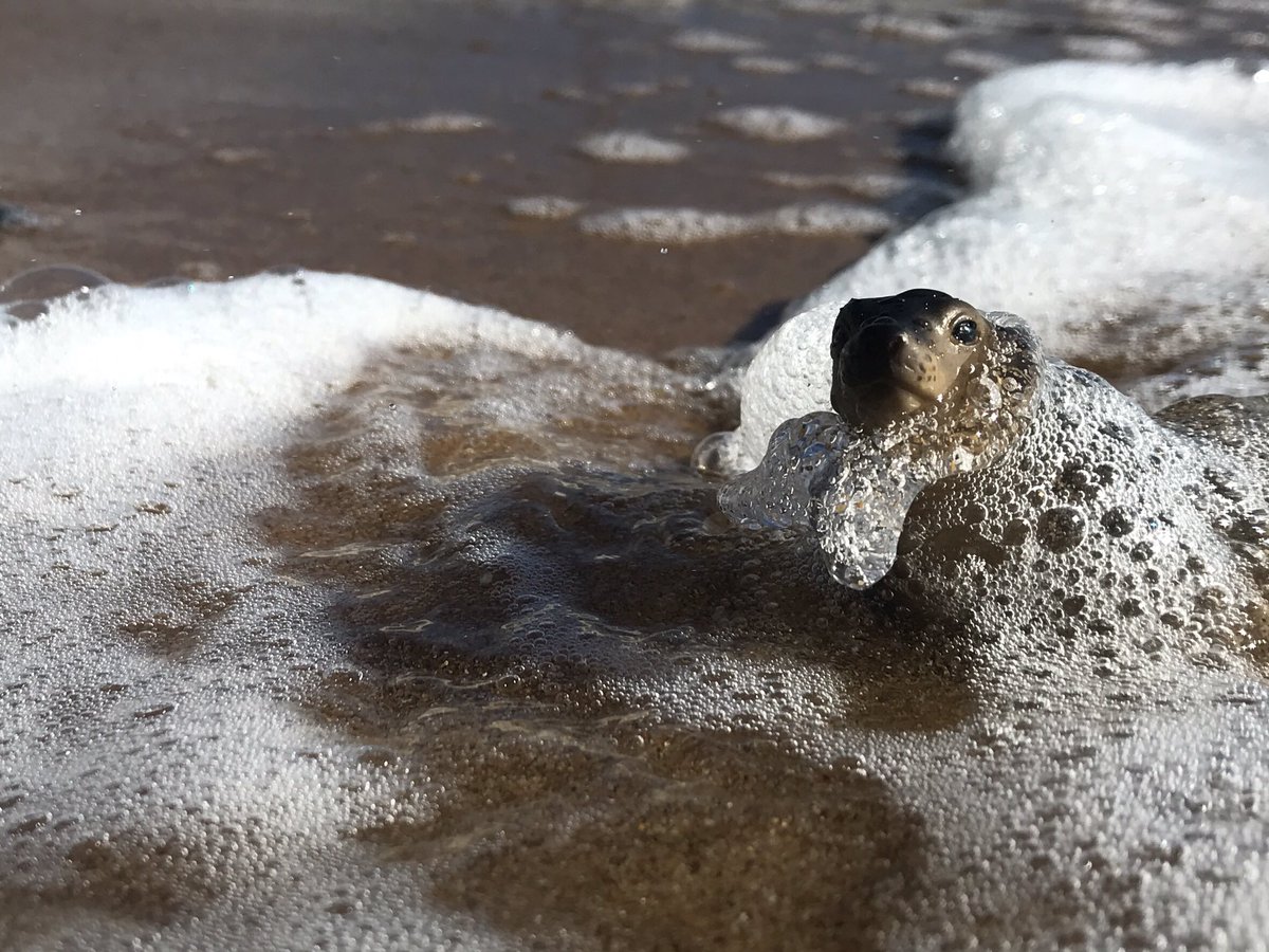 AnimalThanet's tweet photo. California sea lion - Zalophus californianus, Ramsgate Main Sands, Saturday 1st August 2020- #marinemammals #plasticanimals #plasticpollution #beachcleanup #habitatloss #competitionforfood #protectwildlife #thanetcoast #marinelife #marinemammals #tippingstinyzoo #animalthanet https://t.co/TFJ6s09fko