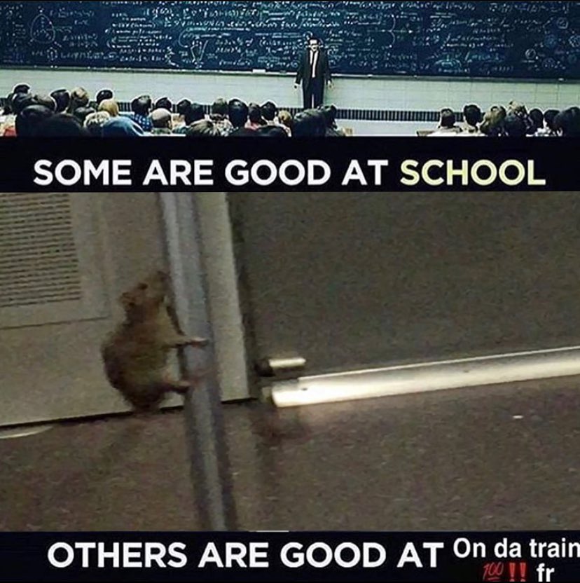 DailyRodents tweet picture