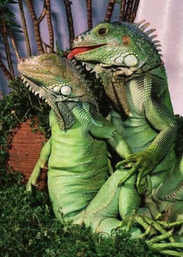 InfoWarShow's tweet photo. Warning! Photo *NSFW*

We at “The Information War” have obtained this top secret photo of Anderson Cooper and Wolf Blitzer on vacation together planning fake news. 

Despicable. https://t.co/xx3z1oROig