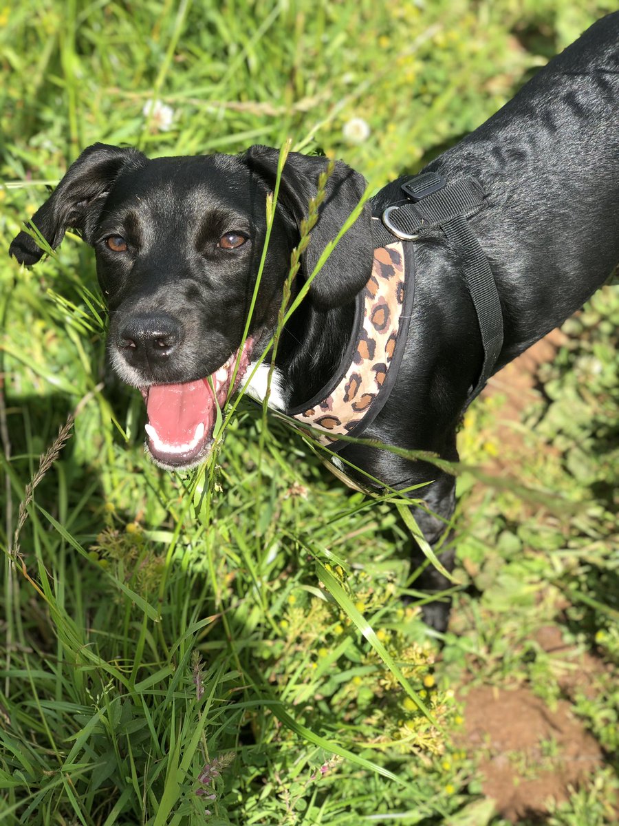 SjFulcher's tweet photo. #patterdale #dog #puppylove https://t.co/pUlnA49HCT