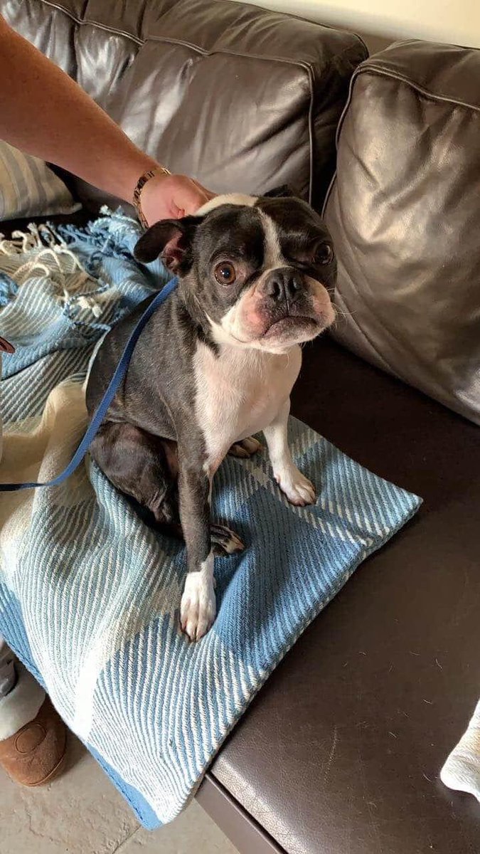 Fin #missing Thurs 30/7/20 5am from garden #Colesbourne #Cheltenham. Pls can every1 keep look out for him We just want him home.very friendly/will come straight to you.
HIS CHIPS BEEN SCANNED 🤦‍♀️🤬
facebook.com/groups/3008978…

<a href="/RachaelB100/">Rachael</a> <a href="/bs2510/">beth</a> <a href="/gelert01/">GG01</a> <a href="/nikkidawn00/">Nikki</a> <a href="/ChrstinaKelly/">Christina Kelly</a>