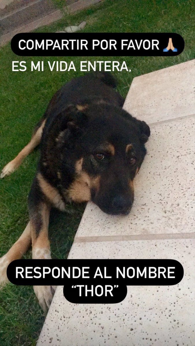 Porfa compartir!

Estamos buscando a THOR 👀🐕

Instagram: meli.rosales7  

#Mendoza #perroperdido #LasHeras