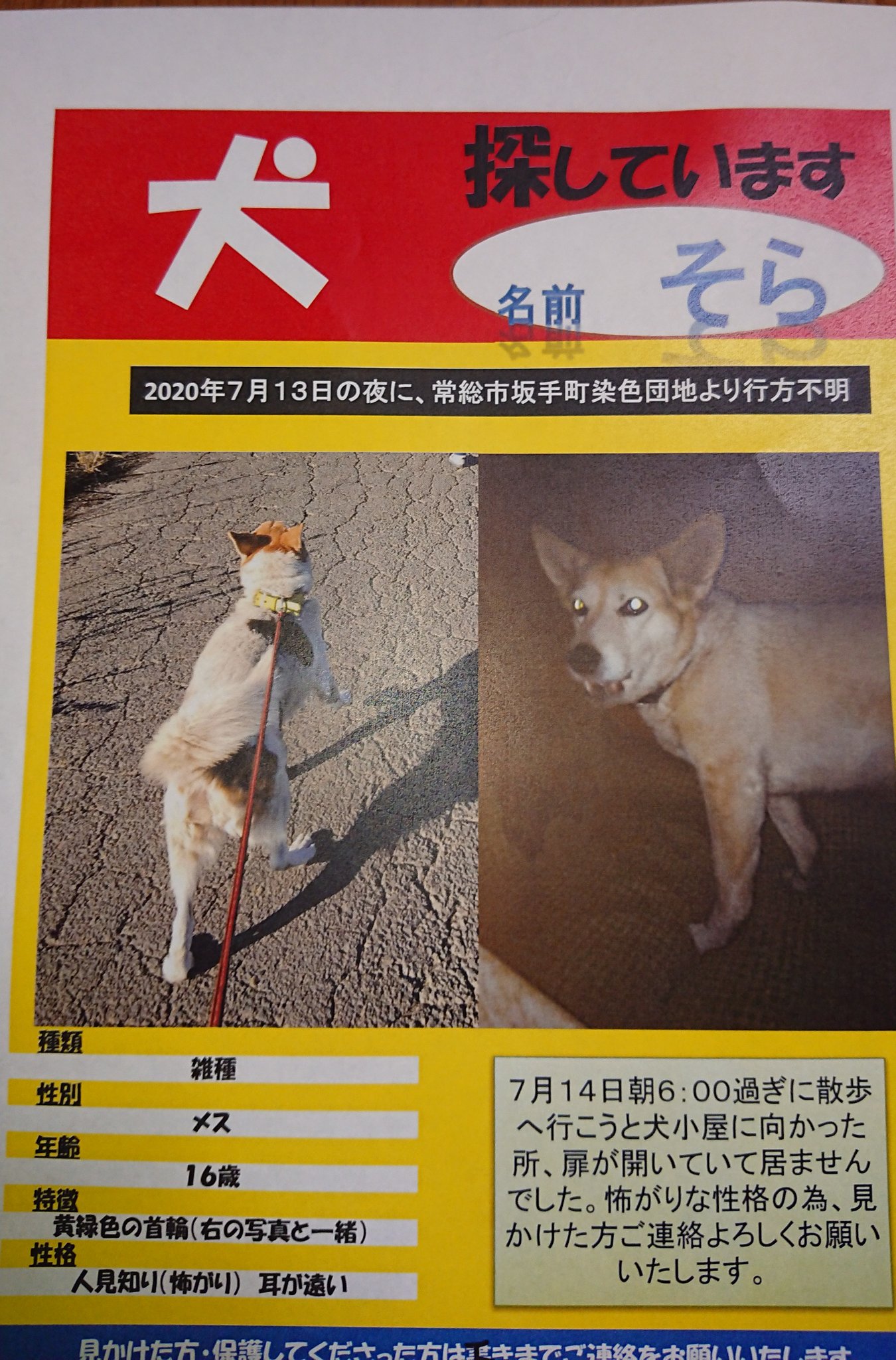 かずや 迷子犬 常総市 守谷市 今朝 守谷市で似てる犬の情報頂きました T Co Zqq7bldgyr Twitter